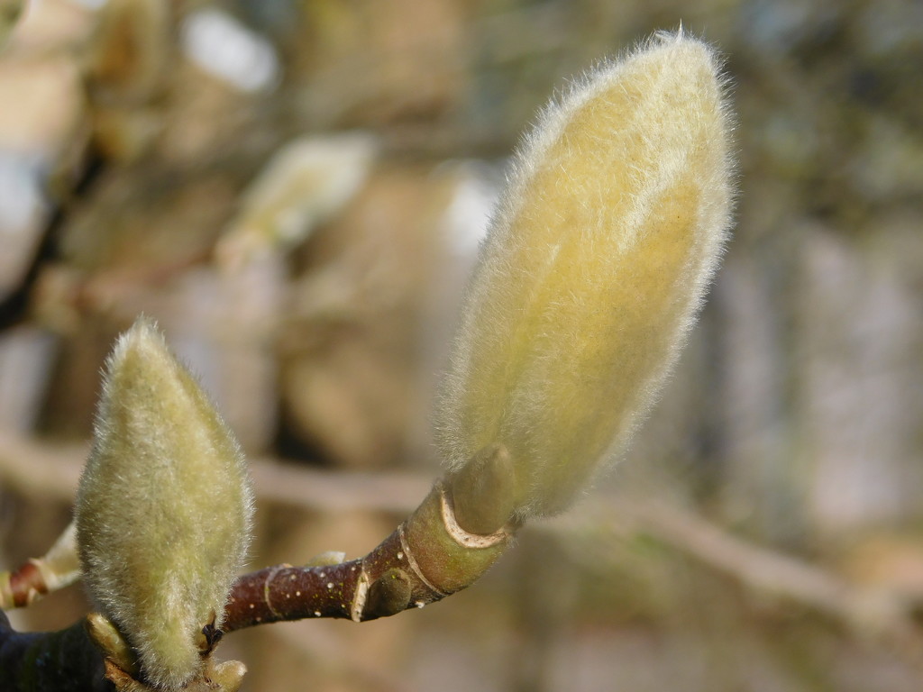 Images of Spring - swelling buds by 365anne