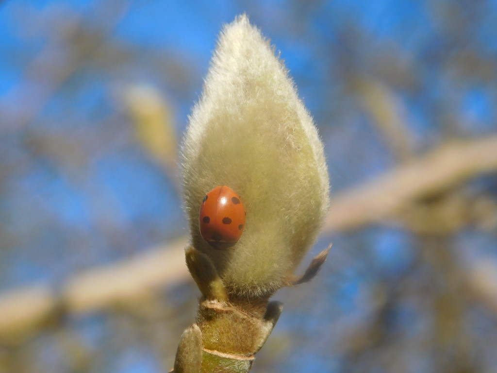 Images of Spring - Ladybird! by 365anne