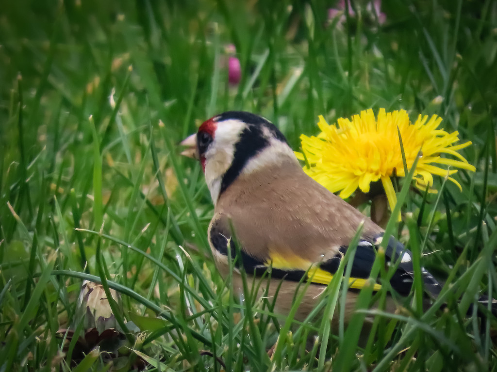 Goldfinch by mumswaby
