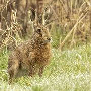 22nd Mar 2021 - Hare 