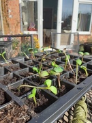 22nd Mar 2021 - March 22nd - Seeds and Sunshine