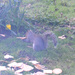 Squirrel eating stale biscuits by arkensiel