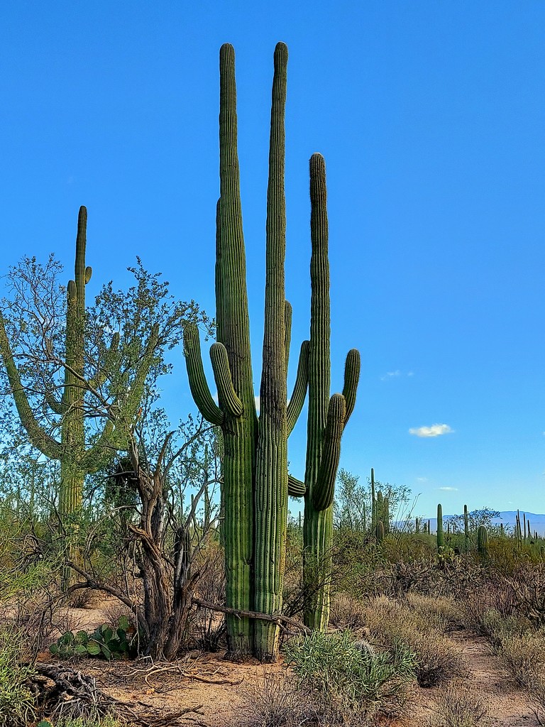 Saguaro by harbie