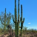 Saguaro by harbie