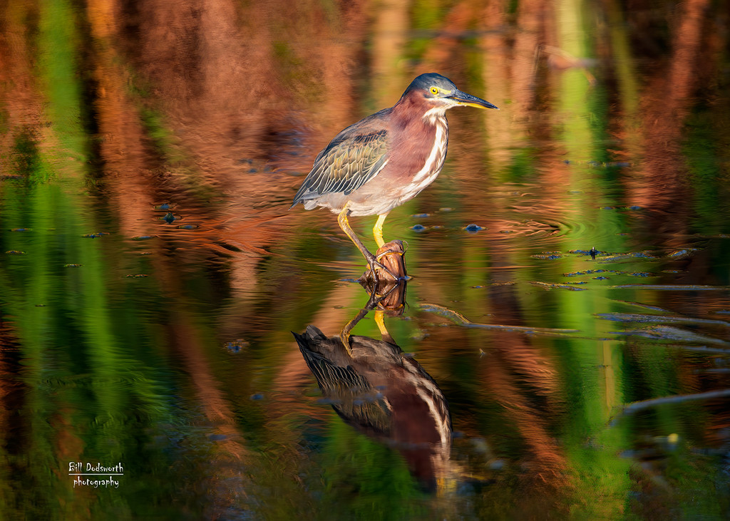 Wetlands color... by photographycrazy