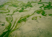 23rd Mar 2021 - Abstract Algae