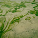 Abstract Algae by jgpittenger
