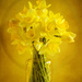 Sunny yellow by katarzynamorawiec
