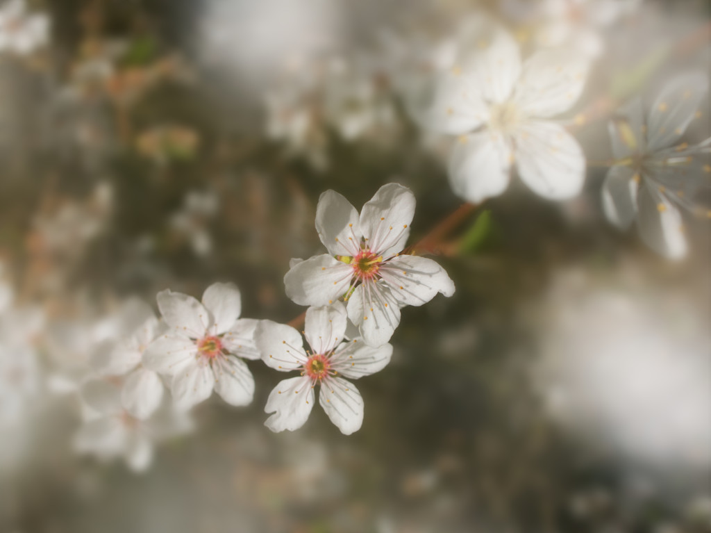 Blossom in the garden by jon_lip