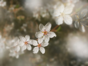 21st Mar 2021 - Blossom in the garden
