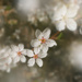 Blossom in the garden by jon_lip