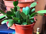 22nd Mar 2021 - Buds on the Easter cactus.
