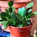 Buds on the Easter cactus. by grace55