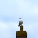 Cross Herring Gull by davemockford
