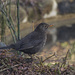 Lady blackbird by fueast