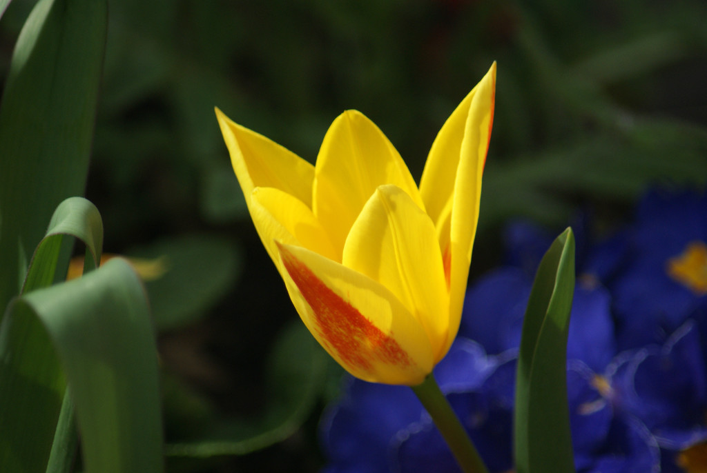 Early tulip by 365projectmaxine
