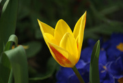 22nd Mar 2021 - Early tulip