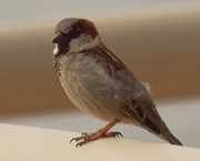22nd Mar 2021 - male house sparrow 