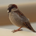 male house sparrow  by rminer
