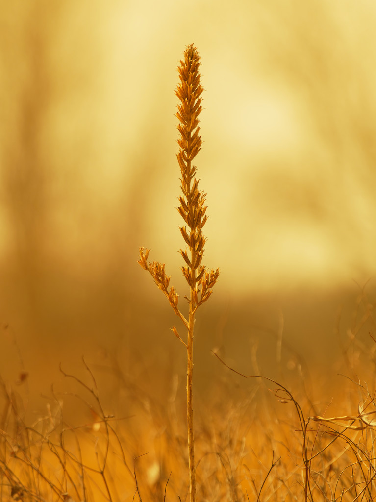 golden indiangrass by rminer