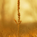 golden indiangrass by rminer