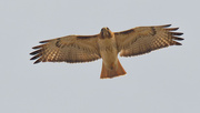 22nd Mar 2021 - red-tailed hawk