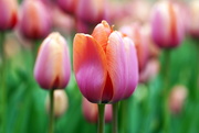 22nd Mar 2021 - Tulip Party