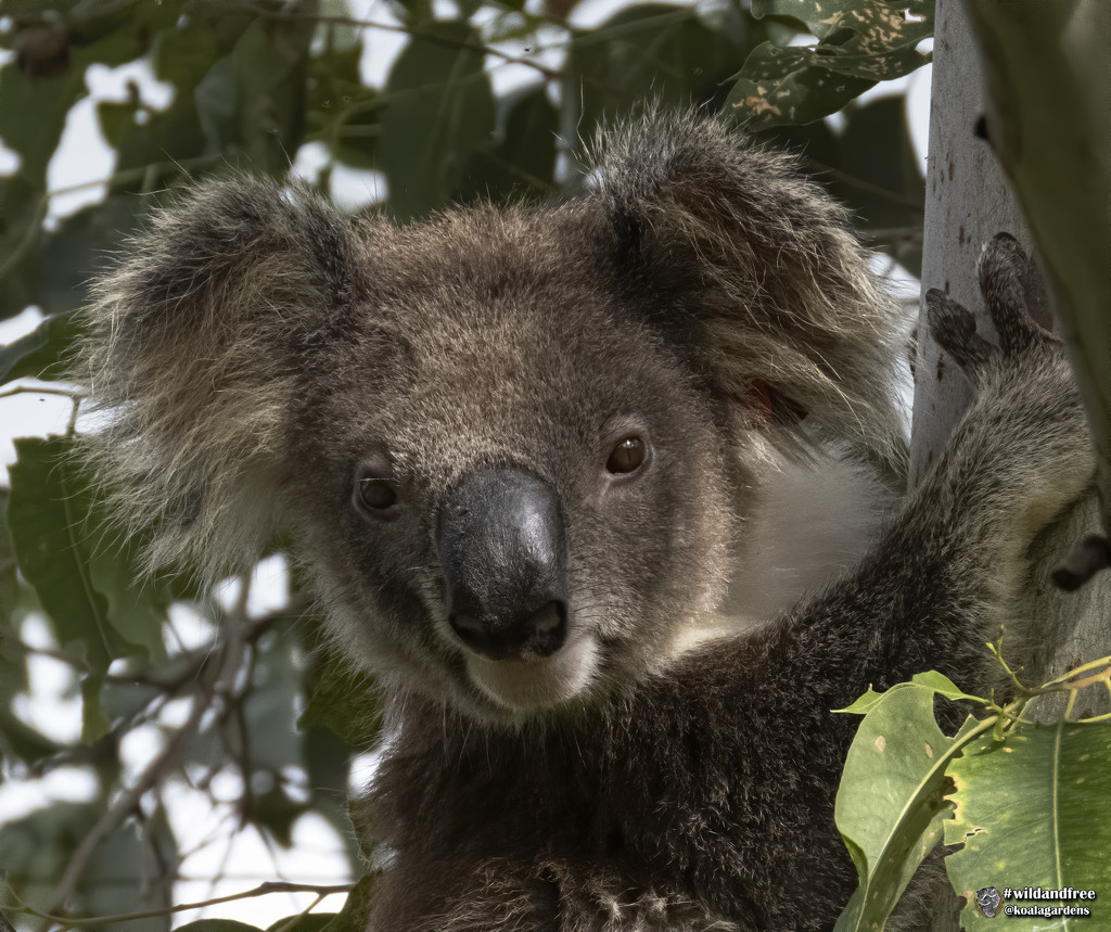 those ears by koalagardens