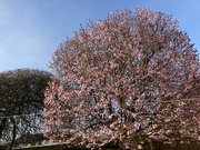 22nd Mar 2021 - Cherry Tree In Full Blossom 