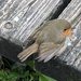 Friendly Robin by cataylor41