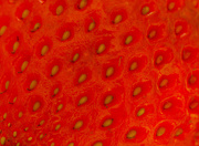 22nd Mar 2021 - Strawberry