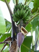 22nd Mar 2021 - banana tree