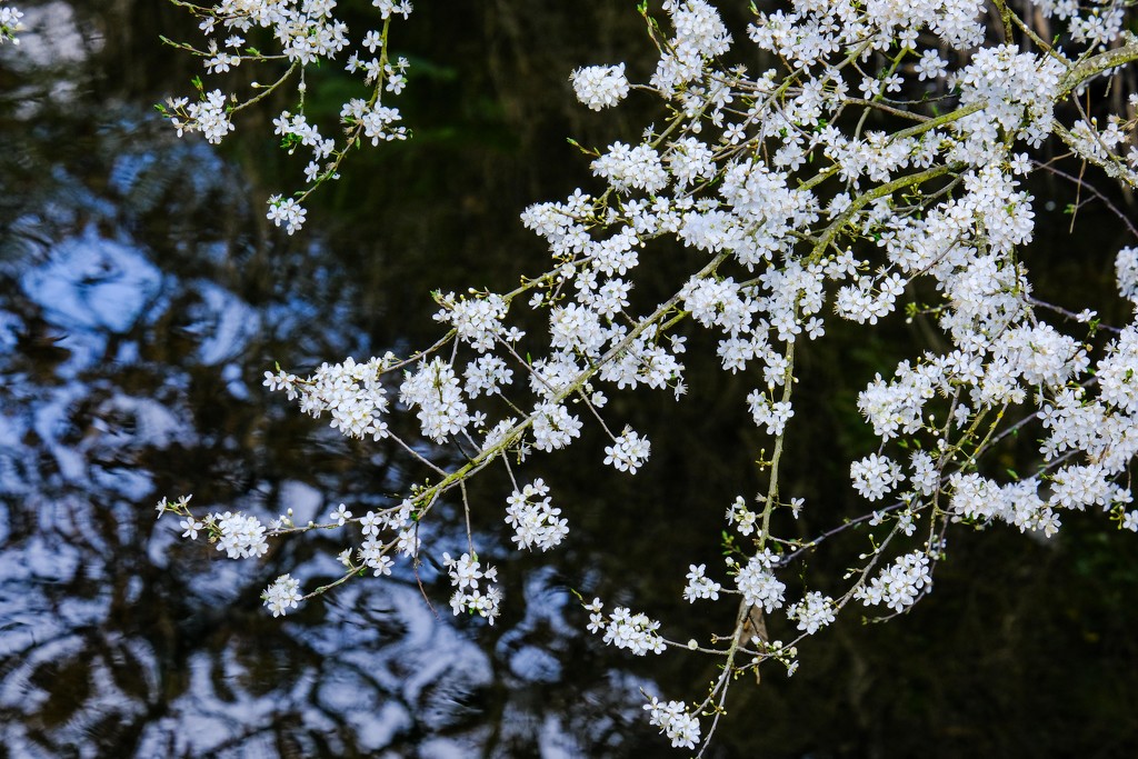 White blossom over water 1 by 365nick
