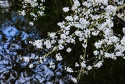22nd Mar 2021 - White blossom over water 1