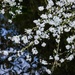 White blossom over water 1 by 365nick