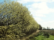 22nd Mar 2021 - Willow hedge