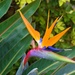  Strelitzia  or  Bird of Paradise ~   by happysnaps