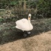 Swan by manek43509