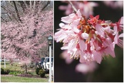 23rd Mar 2021 - Spring Blooms