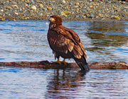 22nd Mar 2021 - Juvenile Bald Eagle