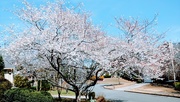 22nd Mar 2021 - Our Cherry Tree in All Its Glory
