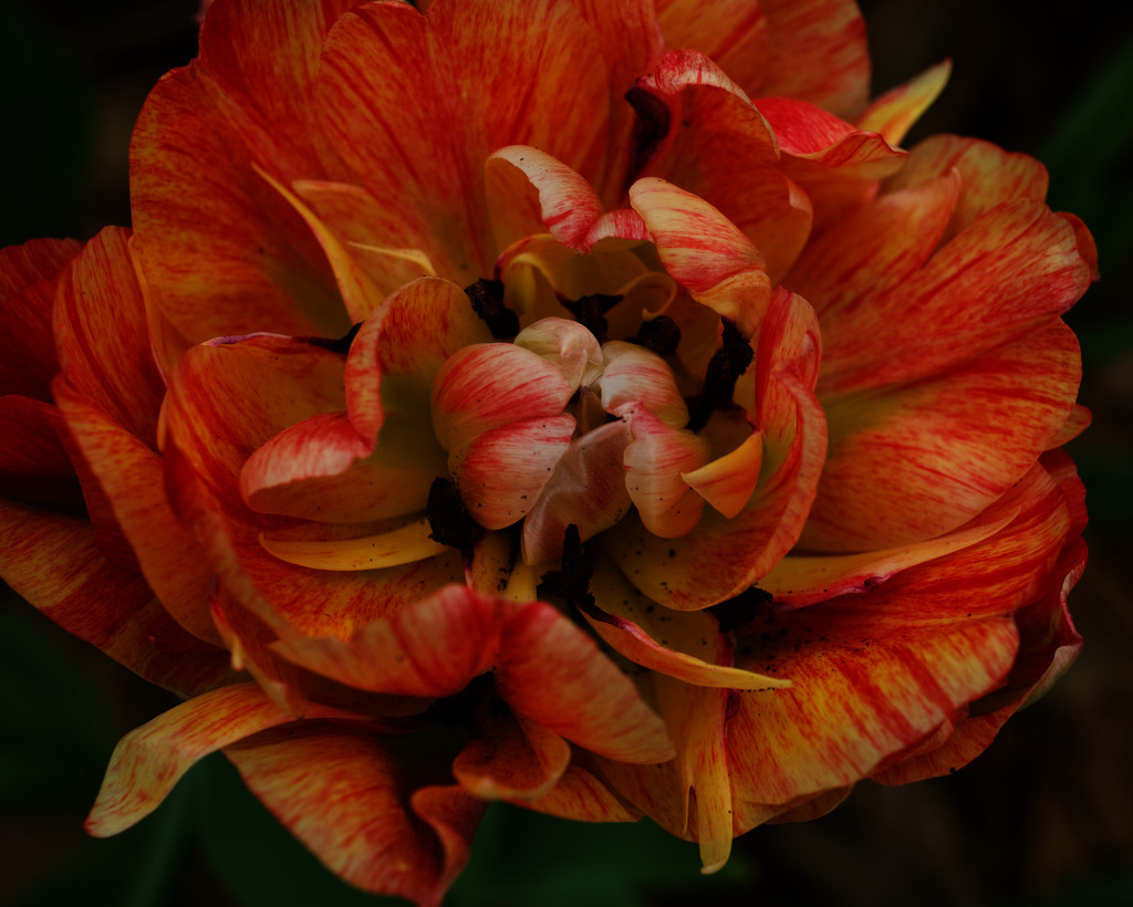 Tulip  by eudora