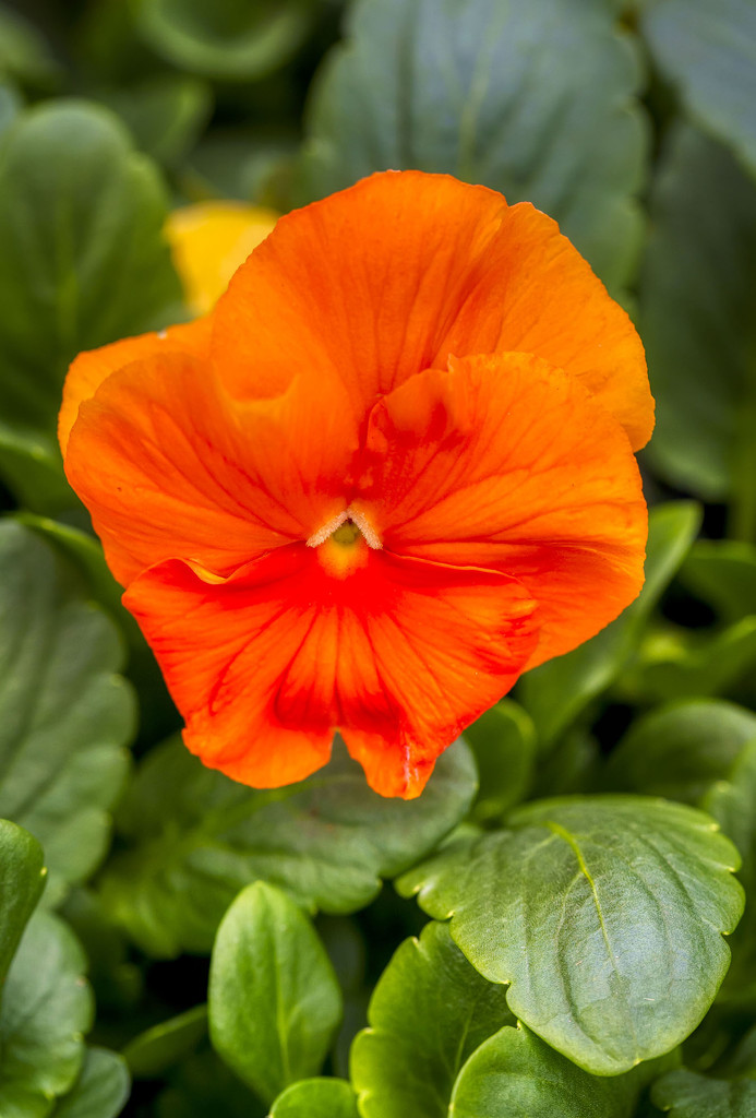 Orange Pansy by kvphoto