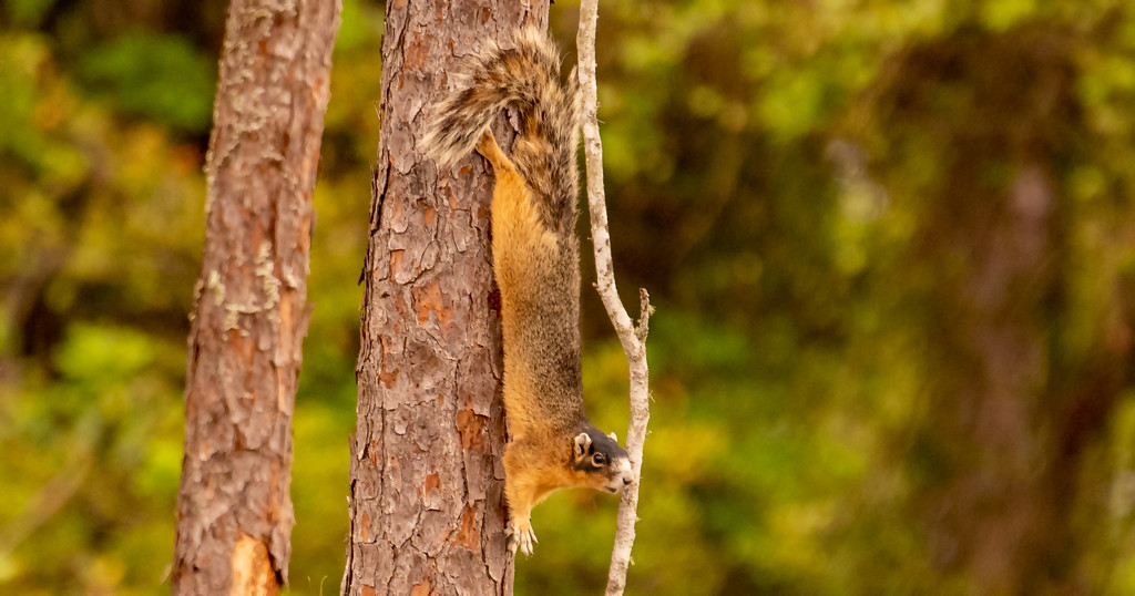 Fox Squirrel Hanging On! by rickster549