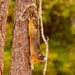 Fox Squirrel Hanging On! by rickster549