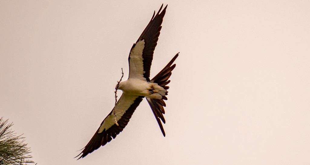 Swallowtail Kite Delivering Nest Material! by rickster549