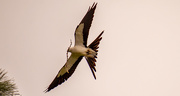 22nd Mar 2021 - Swallowtail Kite Delivering Nest Material!