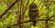 22nd Mar 2021 - One More Owl Shot!