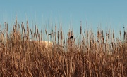 23rd Mar 2021 - Birds in reeds