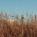 Birds in reeds by blueberry1222